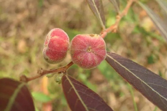 Loại quả chỉ bé bằng đầu ngón tay giá gần 400.000 đồng/kg, được mệnh danh “kho báu của rừng”