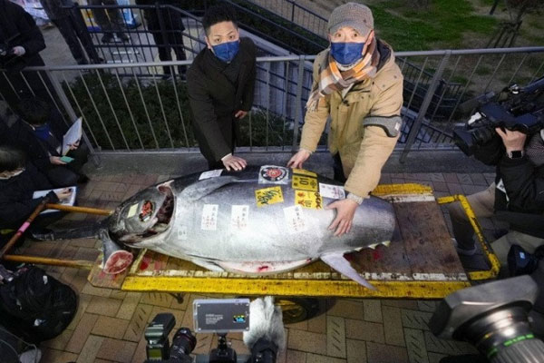 Đại gia đồng nát chi 500 triệu mua cây săng lẻ, dựng trước lâu đài dát vàng-3