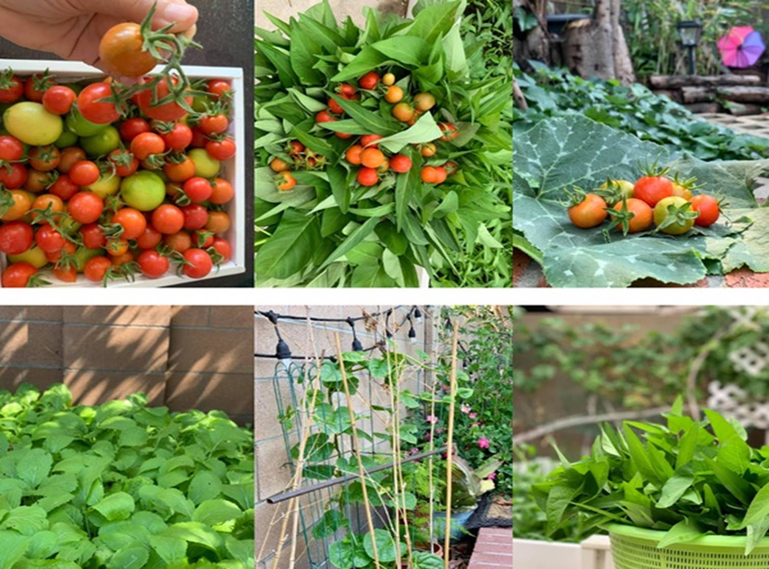 Cặp đôi Xe đạp ơi, Ba ngọn nến lung linh Phương Thảo - Ngọc Lễ bây giờ ra sao?-12