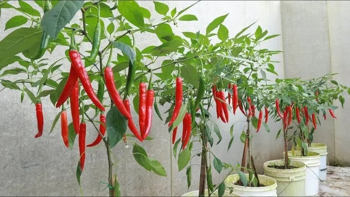 Mách bạn một mẹo nhỏ để trồng ớt quả sai trĩu cành-2