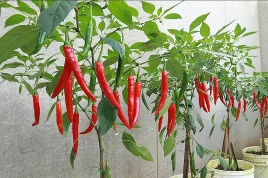 Mách bạn một mẹo nhỏ để trồng ớt quả sai trĩu cành