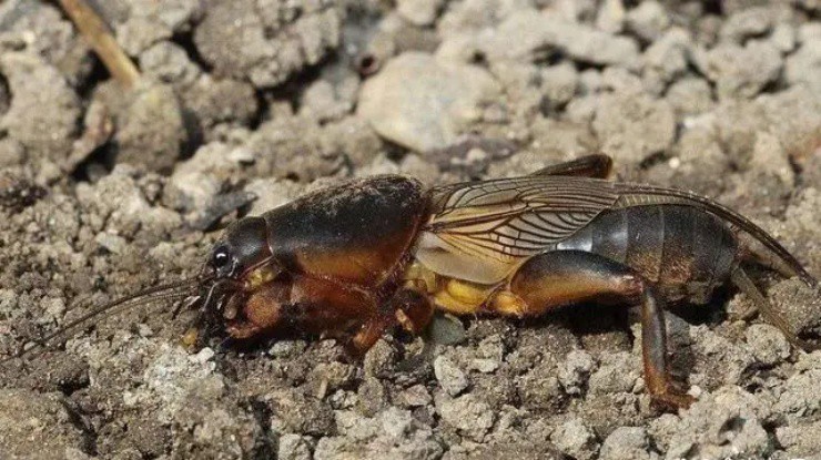 Loài côn trùng mang tên chó đất”, sở hữu siêu năng lực”, giá tới 800.000đ/kg, dân buôn đỏ mắt săn lùng-3