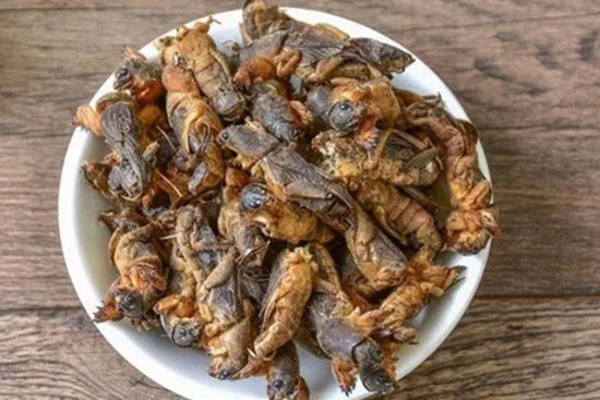 Loài côn trùng mang tên “chó đất”, sở hữu “siêu năng lực”, giá tới 800.000đ/kg, dân buôn đỏ mắt săn lùng