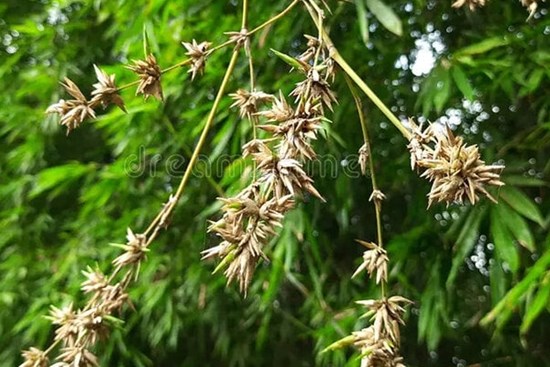 Tại sao người xưa nói 'tre trúc nở hoa là tai ương sắp tới'?