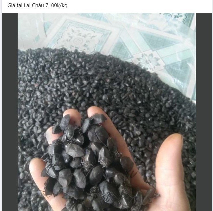 Bọ xít đen được thu mua giá cao ngất, lên đến 7 triệu đồng/kg-1