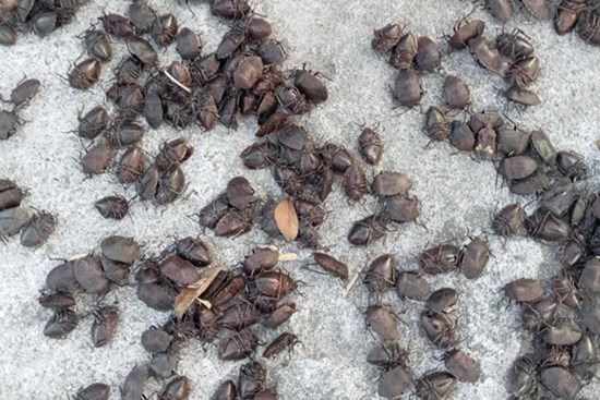 Bọ xít đen được thu mua giá cao ngất, lên đến 7 triệu đồng/kg