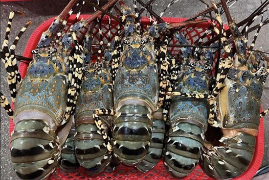 Tôm hùm bông cho nhà giàu đổ bộ chợ Hà Nội, giá siêu rẻ