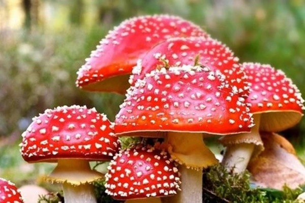 Cô ruột hiến gan cứu cháu gái 22 tháng tuổi-2