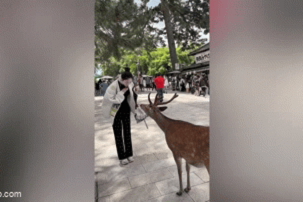 Clip: Khoảnh khắc thú vị khi chú nai cúi đầu chào du khách