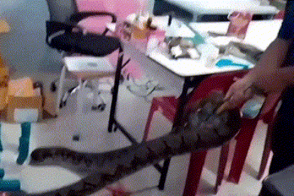 Clip: Kinh hoàng trăn dài 4m lẻn vào trong cửa hàng nhạc cụ