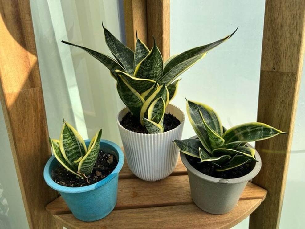 Loại cây xanh càng lười chăm sóc, càng phát triển-1