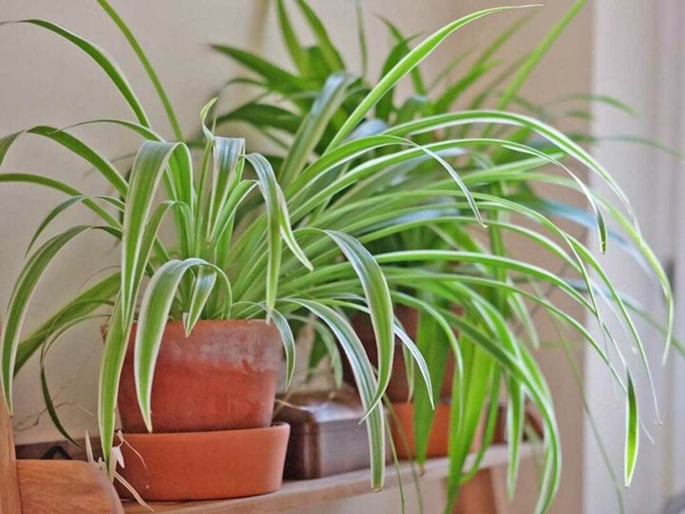 Loại cây xanh càng lười chăm sóc, càng phát triển-5