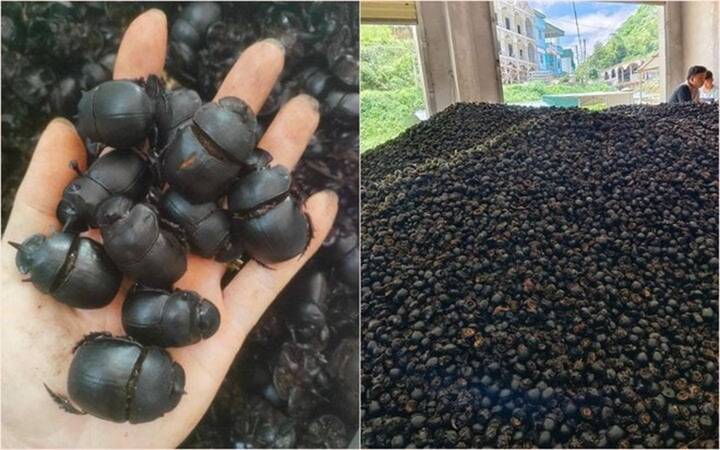 Giật mình với giá thu mua bọ xít đen lên đến 8 triệu đồng/kg-3