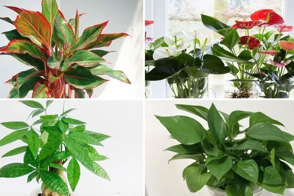 Những loại cây cảnh trồng được trong nước-1