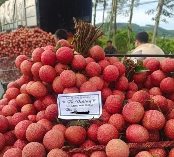 Kẻ khóc, người cười mùa vải thiều-1