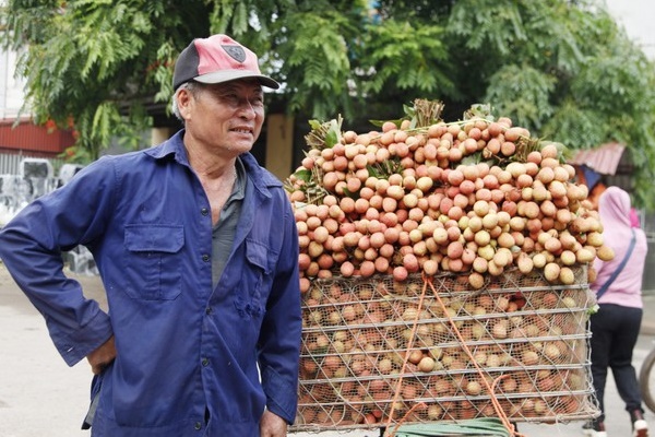 Thương nhân Trung Quốc đi khắp Lục Ngạn mua gom, giá vải thiều cao kỷ lục-3