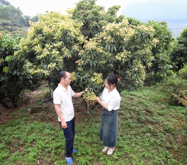 Kẻ khóc, người cười mùa vải thiều-3