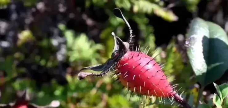 Phát hiện quả gai mọc dại đầy ở Việt Nam, nước ngoài bán hơn 260.000đ/kg-1