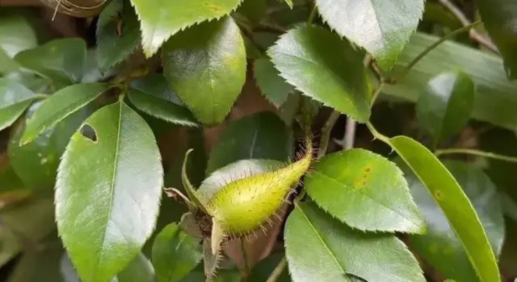 Phát hiện quả gai mọc dại đầy ở Việt Nam, nước ngoài bán hơn 260.000đ/kg-2