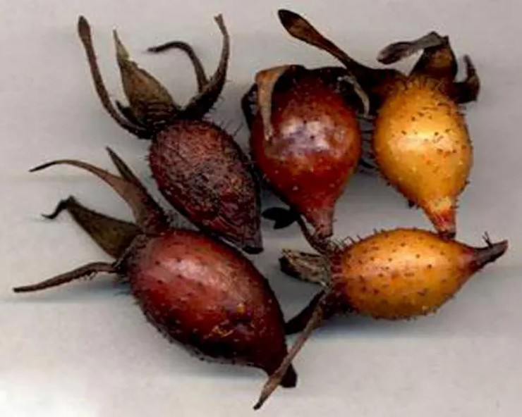 Phát hiện quả gai mọc dại đầy ở Việt Nam, nước ngoài bán hơn 260.000đ/kg-4