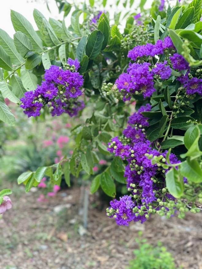 Khu vườn đầu hè của sao Việt: Mỹ Tâm - Mỹ Lệ khoái chí khoe táo xoài đầy vườn, hái vào đầy giỏ-2