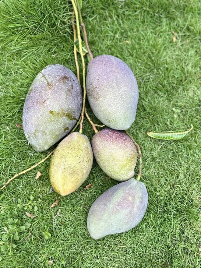 Khu vườn đầu hè của sao Việt: Mỹ Tâm - Mỹ Lệ khoái chí khoe táo xoài đầy vườn, hái vào đầy giỏ-6