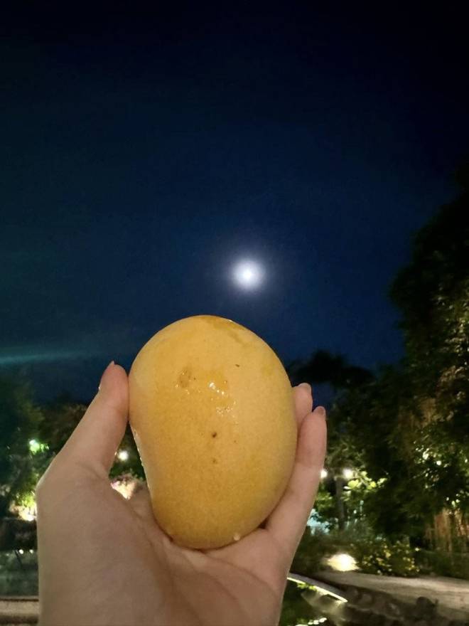 Khu vườn đầu hè của sao Việt: Mỹ Tâm - Mỹ Lệ khoái chí khoe táo xoài đầy vườn, hái vào đầy giỏ-13