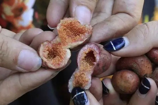 Quả dại “đẻ trứng” nhung nhúc, vị ngọt như mật ong, hơn nửa triệu/kg mà hái không kịp bán