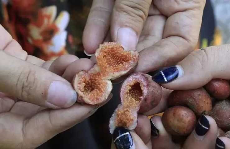 Quả dại đẻ trứng” nhung nhúc, vị ngọt như mật ong, hơn nửa triệu/kg mà hái không kịp bán-3
