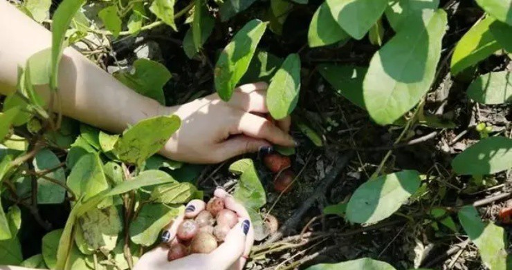 Quả dại đẻ trứng” nhung nhúc, vị ngọt như mật ong, hơn nửa triệu/kg mà hái không kịp bán-4