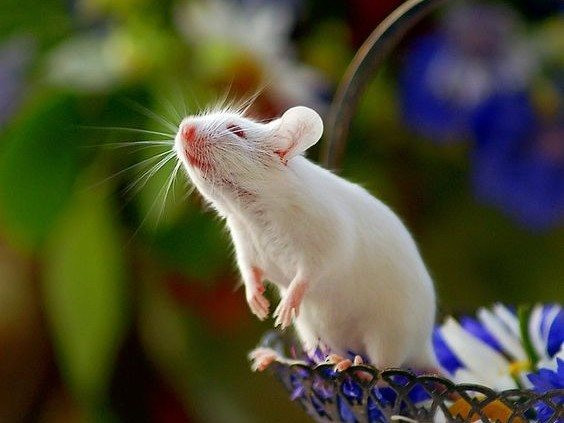 4 con giáp khôn ngoan, mưu mẹo hơn người, dễ dàng đạt được nhiều thứ-4