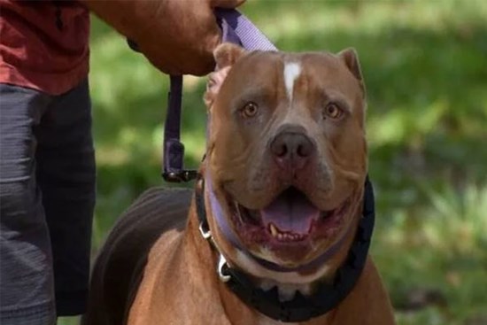 Để chó pitbull chơi cùng trẻ con, người đàn ông hối không kịp