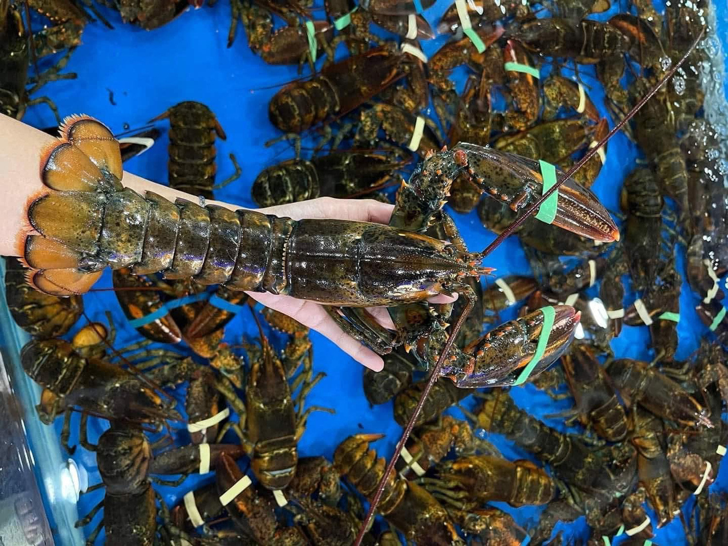 Rao bán la liệt chợ, tôm hùm Alaska giảm còn gần 400 nghìn/con-1