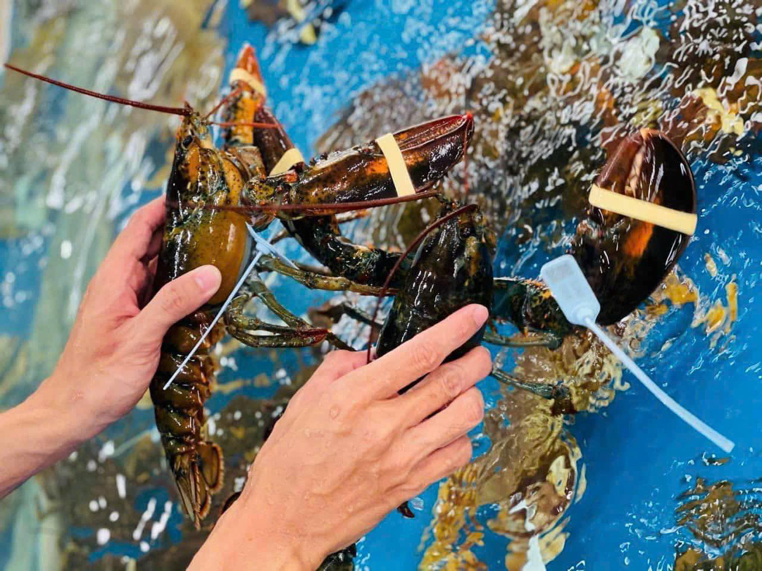 Rao bán la liệt chợ, tôm hùm Alaska giảm còn gần 400 nghìn/con-2