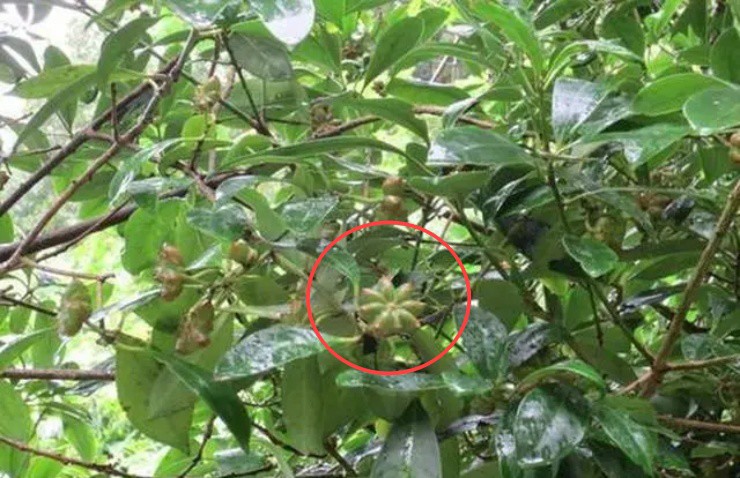 Hoa sen” treo lủng lẳng giữa rừng, nhanh tay hái bán gần trăm nghìn/kg-2