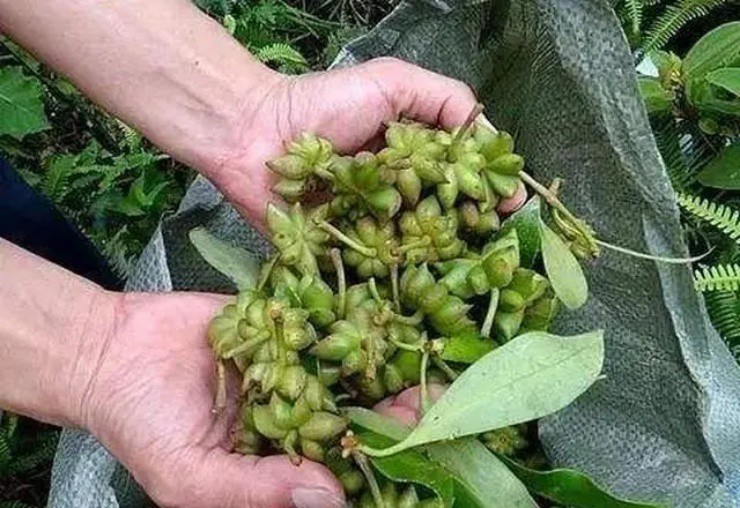 Hoa sen” treo lủng lẳng giữa rừng, nhanh tay hái bán gần trăm nghìn/kg-3