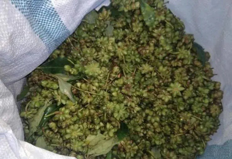 Hoa sen” treo lủng lẳng giữa rừng, nhanh tay hái bán gần trăm nghìn/kg-4