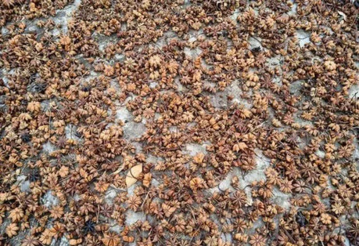 Hoa sen” treo lủng lẳng giữa rừng, nhanh tay hái bán gần trăm nghìn/kg-5