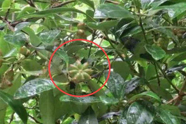 Đem cá tầm lên núi nuôi lấy trứng, giá 40 triệu đồng/kg-2