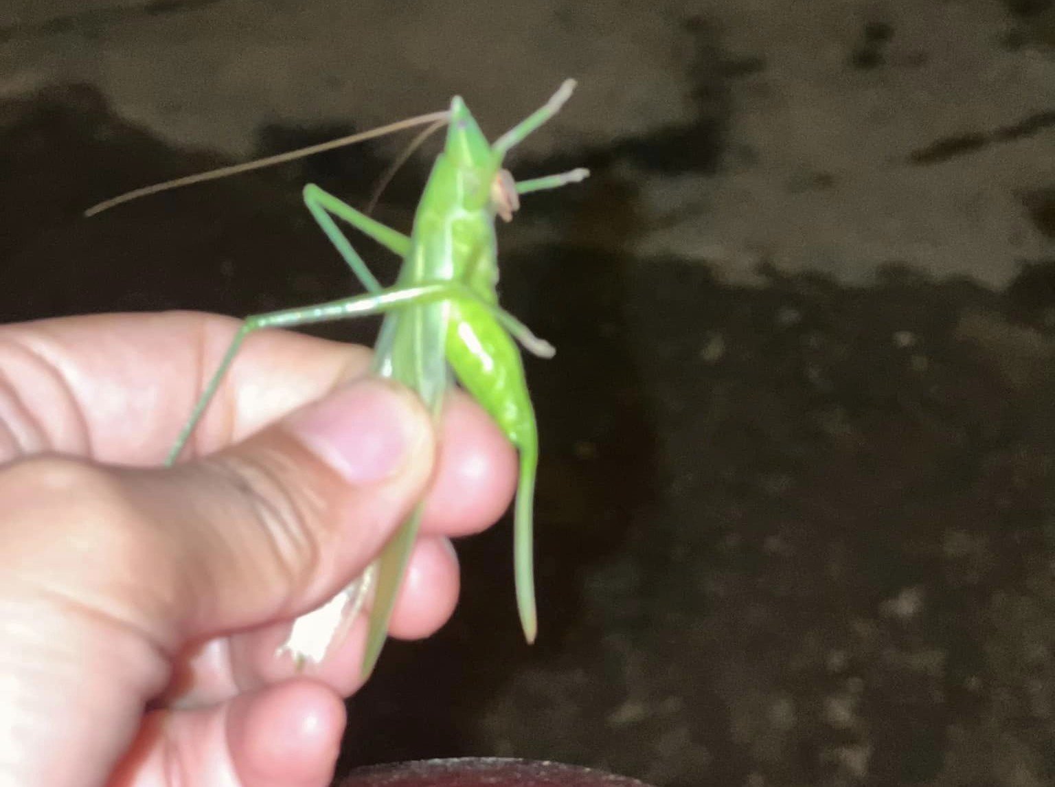 Cứ đến mùa lại ra đồng bắt thứ này, về bán giá cả triệu đồng/kg vẫn cháy” hàng-1