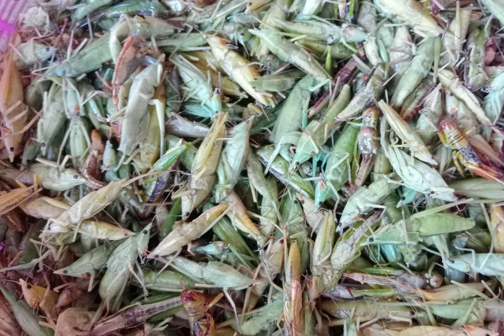 Cứ đến mùa lại ra đồng bắt thứ này, về bán giá cả triệu đồng/kg vẫn cháy” hàng-2