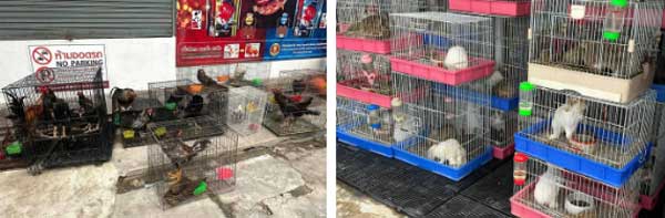 Cháy kinh hoàng tại khu chợ thú cưng nổi tiếng Thái Lan, thiêu chết hơn 1000 con vật, có nhiều giống quý hiếm-3