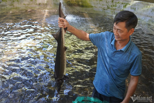 Đem cá tầm lên núi nuôi lấy trứng, giá 40 triệu đồng/kg-1