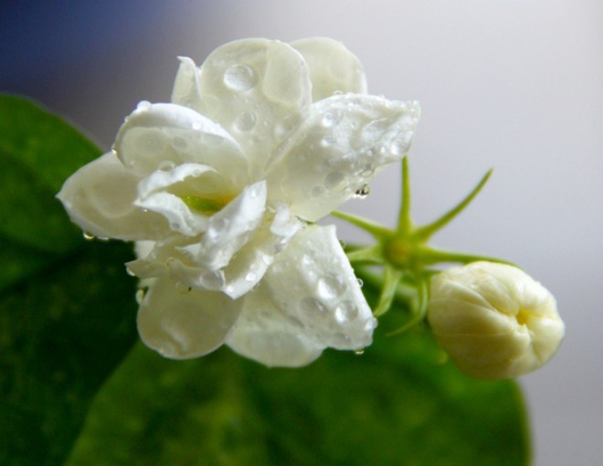 Trồng hoa nhài phải chăm làm 3 việc, hoa cứ tàn lại nở, cả trăm bông một chậu-1