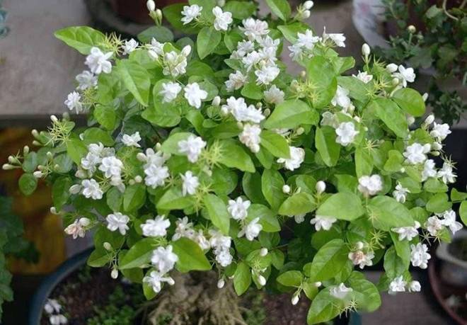 Trồng hoa nhài phải chăm làm 3 việc, hoa cứ tàn lại nở, cả trăm bông một chậu-3