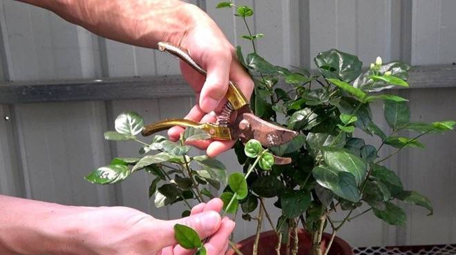 Trồng hoa nhài phải chăm làm 3 việc, hoa cứ tàn lại nở, cả trăm bông một chậu-4