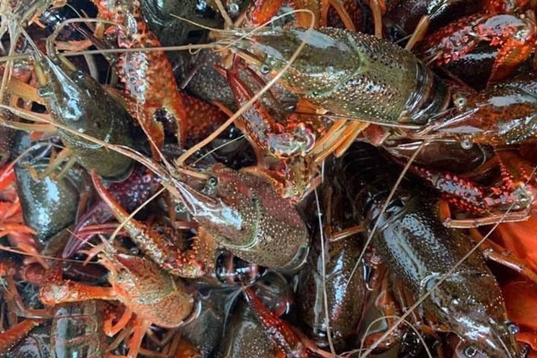 Bí ẩn quái cây” đỏ lòm trồi lên giữa sa mạc, giá chỉ 130.000đ/kg nhưng có tiền cũng khó mua-6