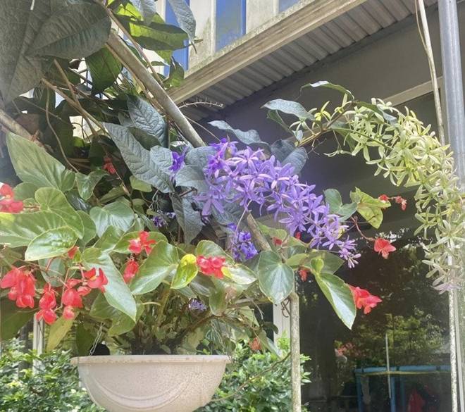 Nhà vườn 1.000m2 của NSND Thanh Hoa đủ hoa trái, nữ nghệ sĩ khoe loài hoa tím chuyển xanh đẹp mắt-3