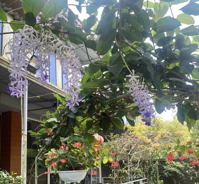 Nhà vườn 1.000m2 của NSND Thanh Hoa đủ hoa trái, nữ nghệ sĩ khoe loài hoa tím chuyển xanh đẹp mắt-4