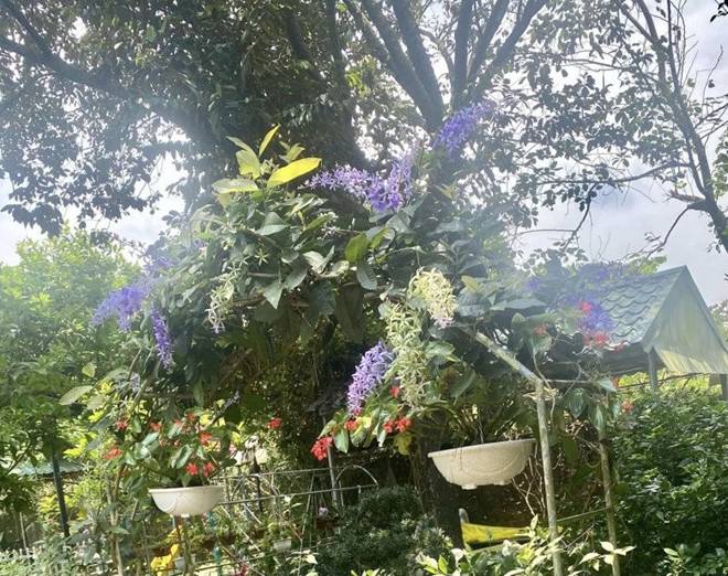 Nhà vườn 1.000m2 của NSND Thanh Hoa đủ hoa trái, nữ nghệ sĩ khoe loài hoa tím chuyển xanh đẹp mắt-5